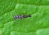 351800 – Photo : Oryctes – France (59)